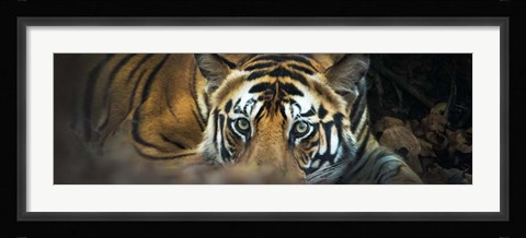 Framed Bengal Tiger, India Print