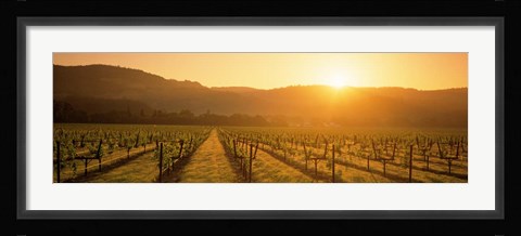 Framed Napa Valley Vineyard, California Print
