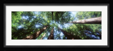 Framed Muir Woods, Redwoods, CA Print