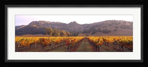 Framed Stag's Leap Wine Cellars, Napa Valley, CA Print