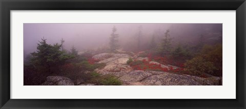 Framed Cadillac Mountain, Acadia National Park, Maine Print