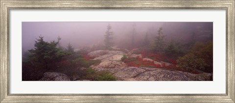 Framed Cadillac Mountain, Acadia National Park, Maine Print