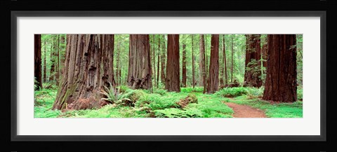 Framed Avenue Of The Giants, Founders Grove, California Print