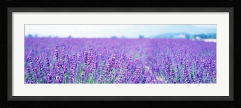 Framed Lavender Field in Japan Print