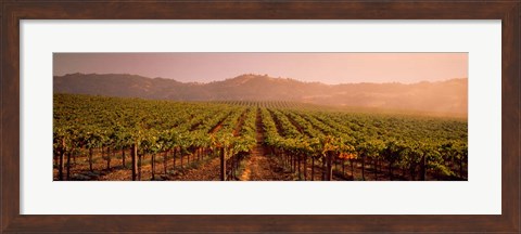 Framed Vineyard in Geyserville, CA Print