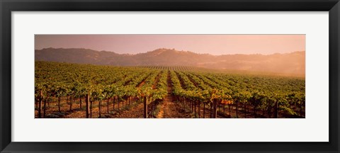Framed Vineyard in Geyserville, CA Print
