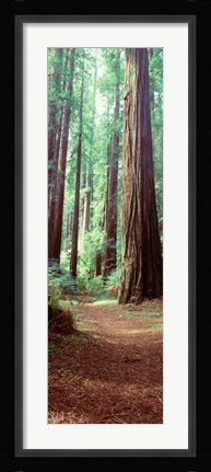Framed Redwood Trees, St Park Humbolt, CO Print