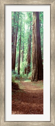 Framed Redwood Trees, St Park Humbolt, CO Print
