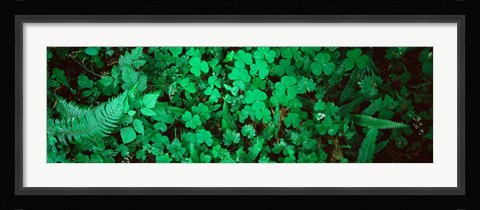 Framed Hoh Rain Forest, Olympic National Park, Washington State Print