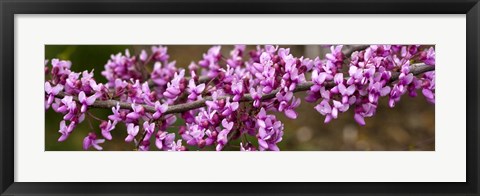 Framed Redbud Tree Blossoms Print
