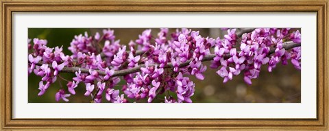 Framed Redbud Tree Blossoms Print