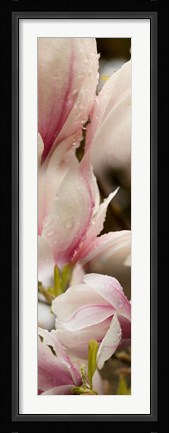 Framed Water Drops on Pink Magnolias Print