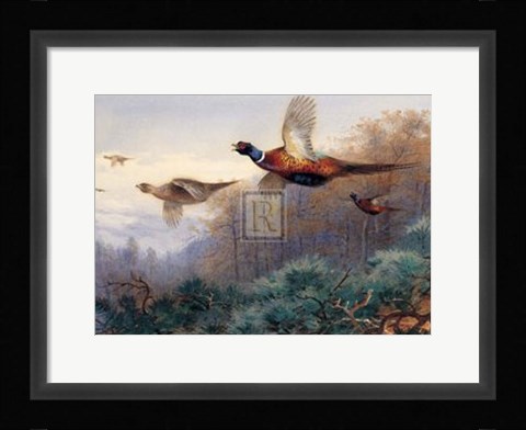Framed Pheasants in Flight (LE) Print