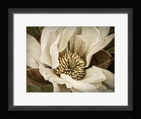 Framed Classic Magnolia II Print