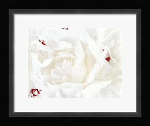 Framed White Linen Peony I Print