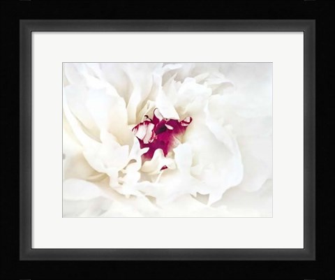 Framed White Linen Peony II Print
