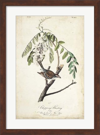 Framed Delicate Bird and Botanical I Print