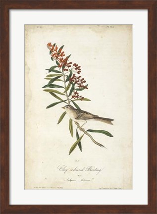 Framed Delicate Bird and Botanical II Print