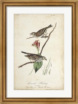 Framed Delicate Bird and Botanical III Print