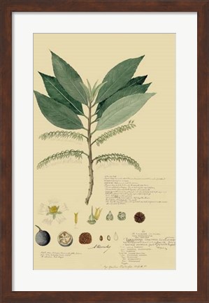 Framed Tropical Descubes III Print