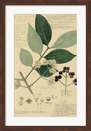 Framed Descubes Foliage &amp; Fruit I Print
