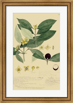 Framed Descubes Foliage &amp; Fruit II Print