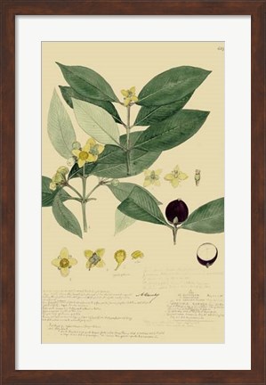 Framed Descubes Foliage &amp; Fruit II Print