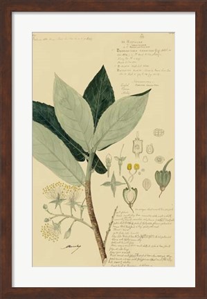 Framed Descubes Foliage &amp; Fruit III Print