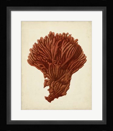 Framed Antique Red Coral I Print