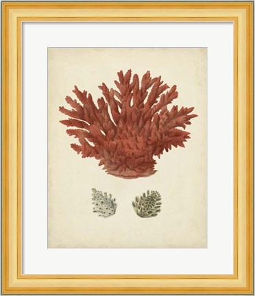 Framed Antique Red Coral III Print