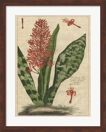 Framed Botanical Study on Linen I Print