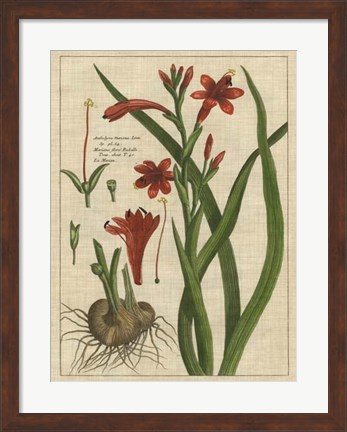 Framed Botanical Study on Linen II Print