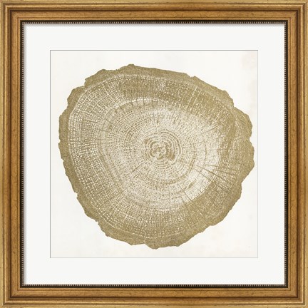 Framed Tree Ring IV Print