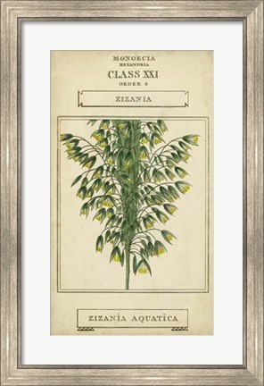 Framed Linnaean Botany I Print