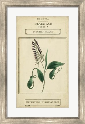 Framed Linnaean Botany II Print