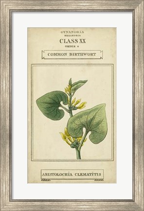 Framed Linnaean Botany V Print