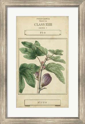 Framed Linnaean Botany VI Print