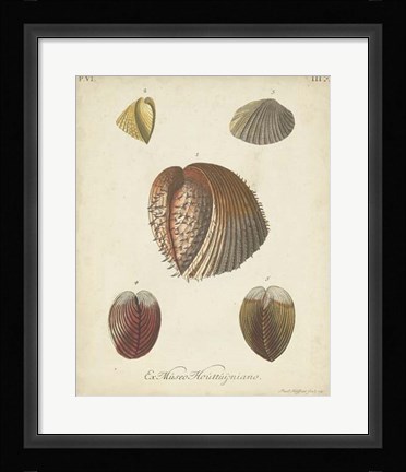 Framed Antique Knorr Shells II Print