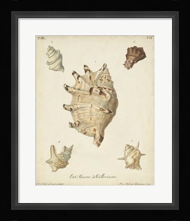Framed Antique Knorr Shells IV Print