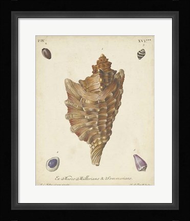 Framed Antique Knorr Shells VI Print
