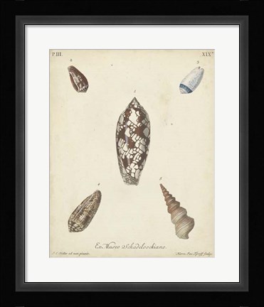 Framed Antique Knorr Shells VII Print