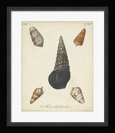 Framed Antique Knorr Shells VIII Print