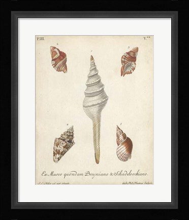 Framed Antique Knorr Shells IX Print