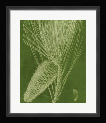 Framed Modern Pine II Print