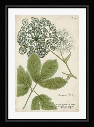 Framed Queen Anne's Lace Print