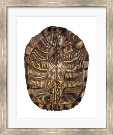 Framed Tortoise Shell Detail I Print