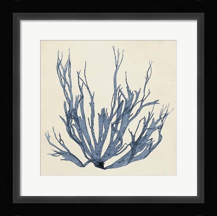 Framed Coastal Seaweed I Print