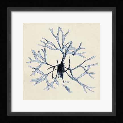 Framed Coastal Seaweed II Print