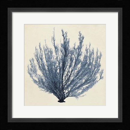 Framed Coastal Seaweed III Print