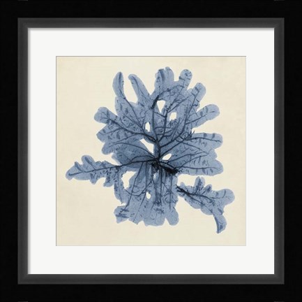 Framed Coastal Seaweed IV Print